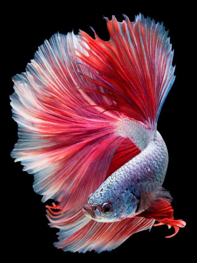 INDIAN FIGHTER FISH