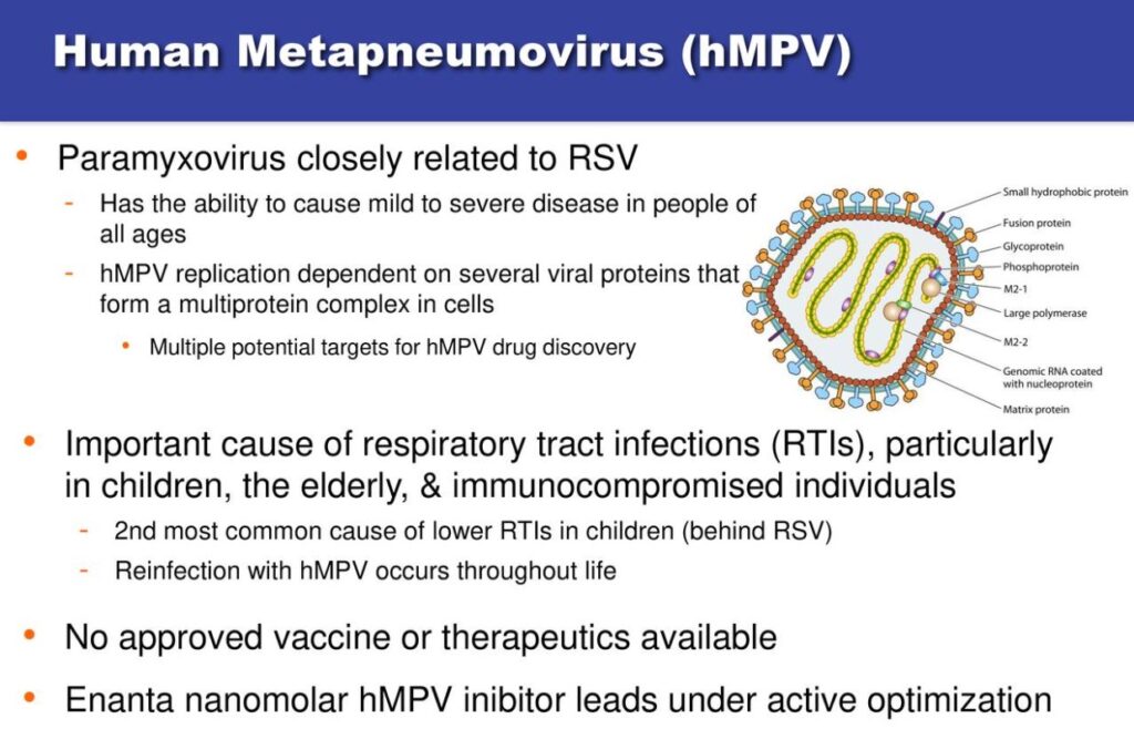 Human Metapneumovirus Separating Fact From Fiction