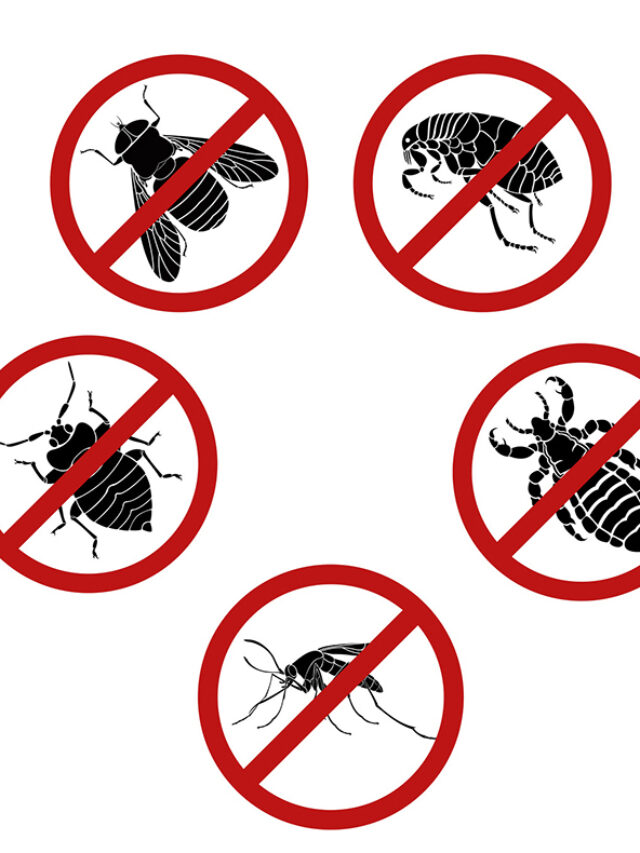 pest control, pests, repellants, home, natural, deterrent, ants, spiders, mice, vinegar, peppermint oil, lemon eucalyptus oil, cedarwood, citronella candles, lavender, diatomaceous earth, neem oil, mint leaves, rosemary, cinnamon, marigold, insects, flies, mosquitoes, fleas, ticks, moths, bed bugs, aphids, silverfish.